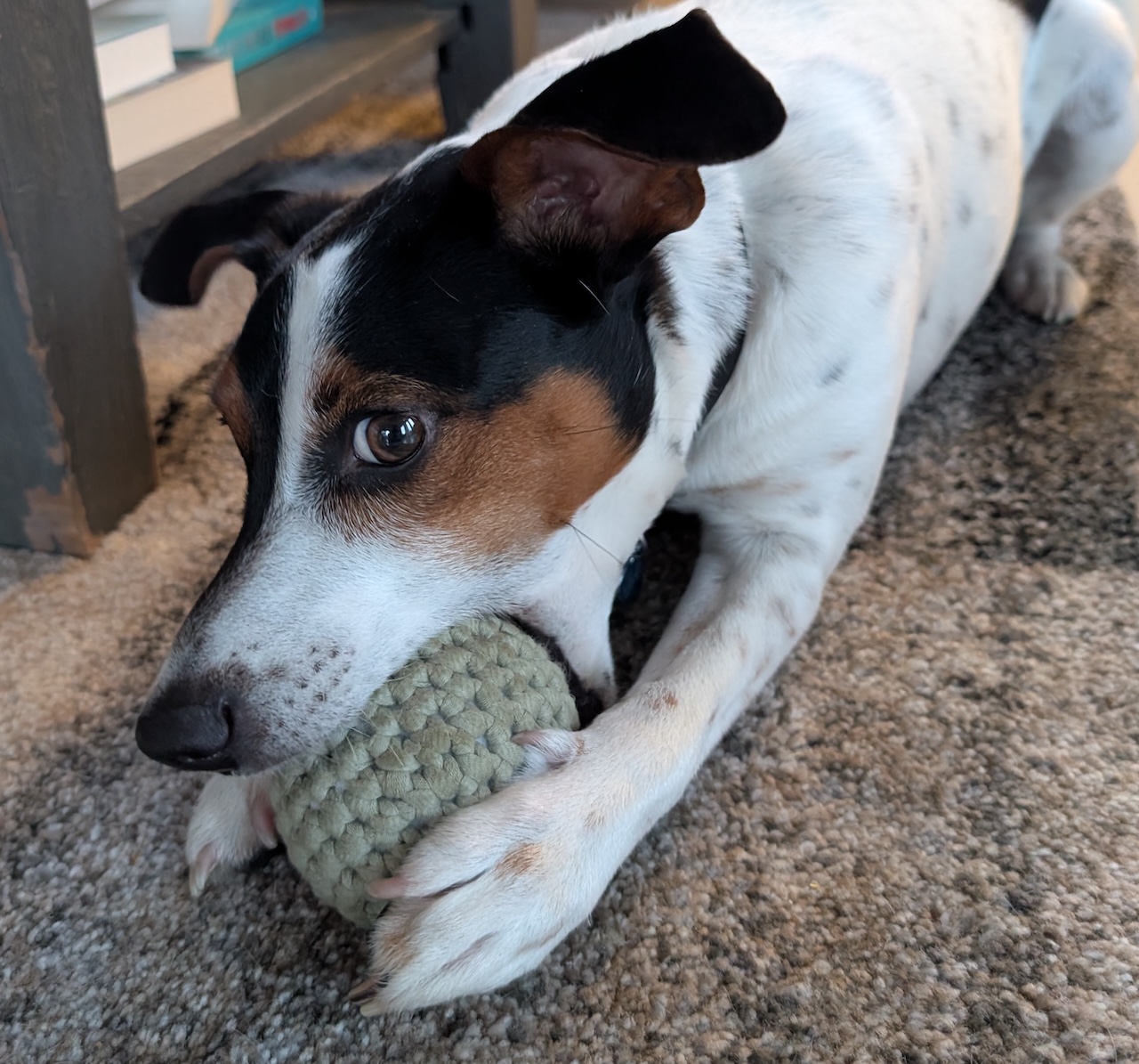 My dog enjoying the new ball